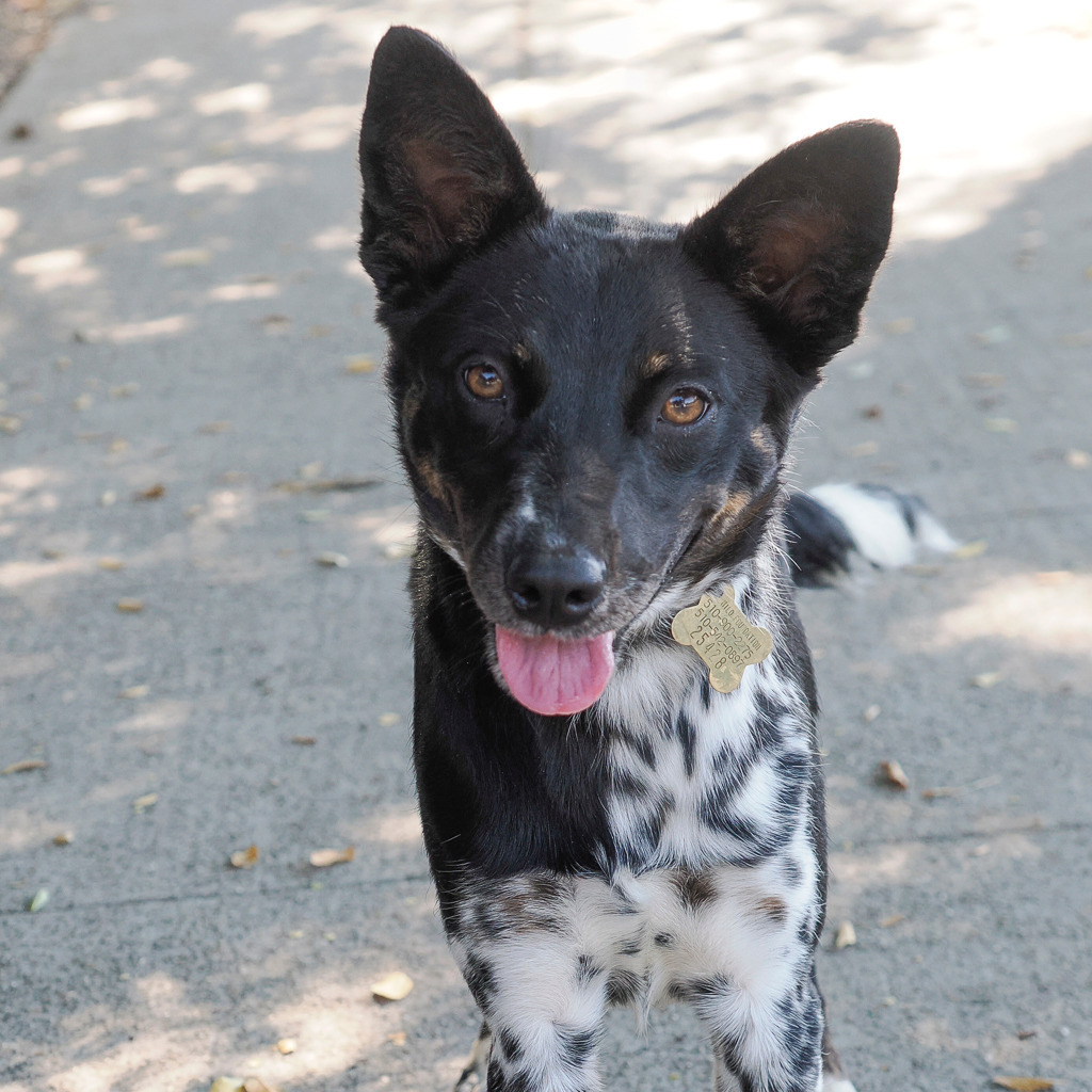 RAVEENA, an adoptable McNab, Australian Cattle Dog / Blue Heeler in Point Richmond, CA, 94801 | Photo Image 2