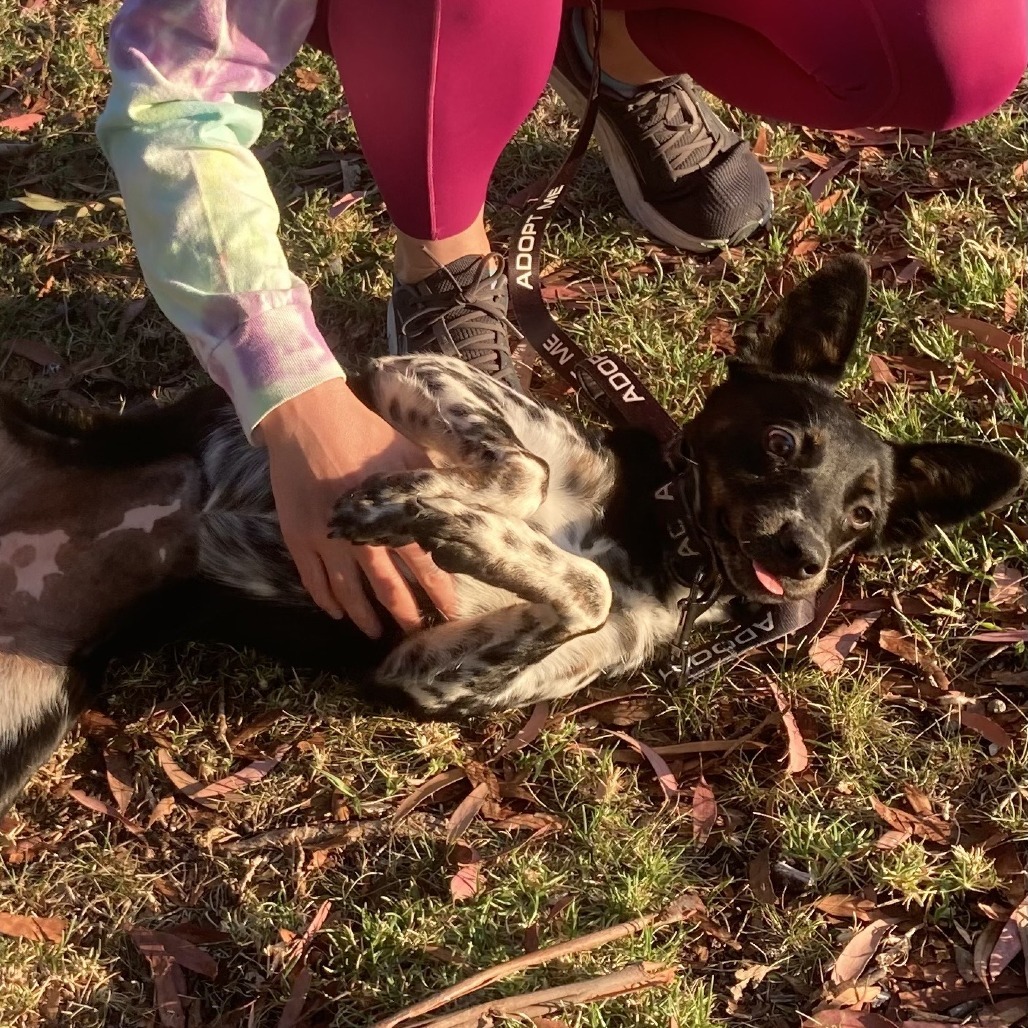 RAVEENA, an adoptable McNab, Australian Cattle Dog / Blue Heeler in Point Richmond, CA, 94801 | Photo Image 3