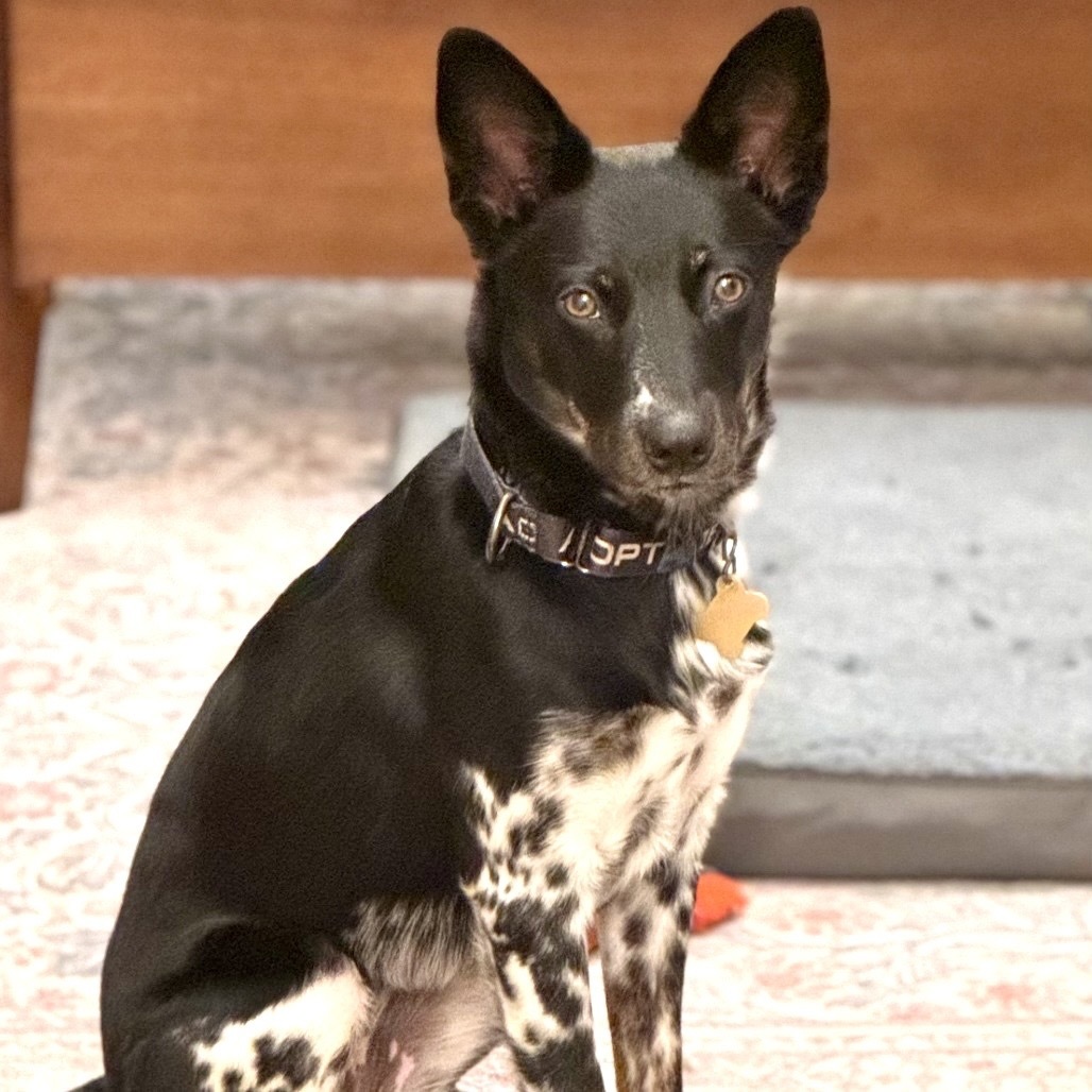 RAVEN, an adoptable McNab, Australian Cattle Dog / Blue Heeler in Point Richmond, CA, 94801 | Photo Image 3