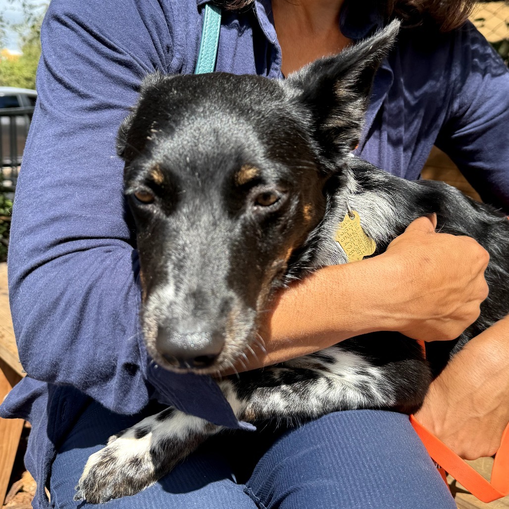 RAVEENA, an adoptable McNab, Australian Cattle Dog / Blue Heeler in Point Richmond, CA, 94801 | Photo Image 4