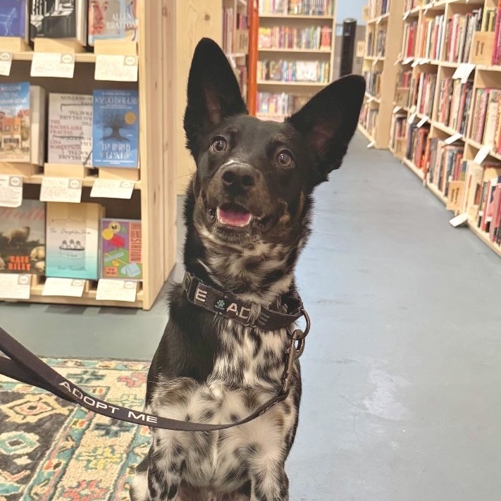 RAVEN, an adoptable McNab, Australian Cattle Dog / Blue Heeler in Point Richmond, CA, 94801 | Photo Image 4