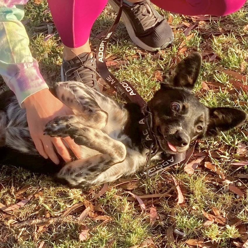 RAVEN, an adoptable McNab, Australian Cattle Dog / Blue Heeler in Point Richmond, CA, 94801 | Photo Image 5
