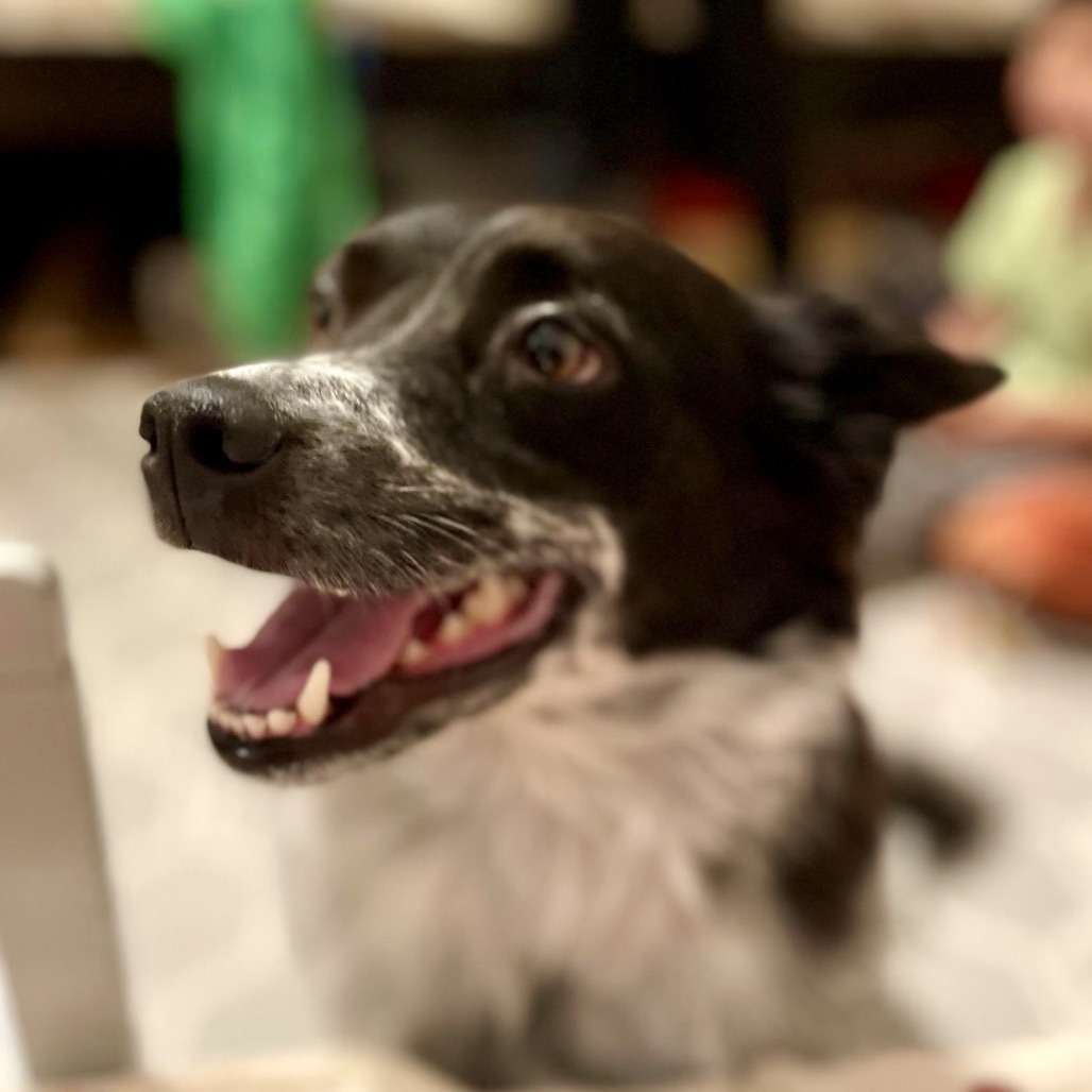 RAVEN, an adoptable McNab, Australian Cattle Dog / Blue Heeler in Point Richmond, CA, 94801 | Photo Image 6