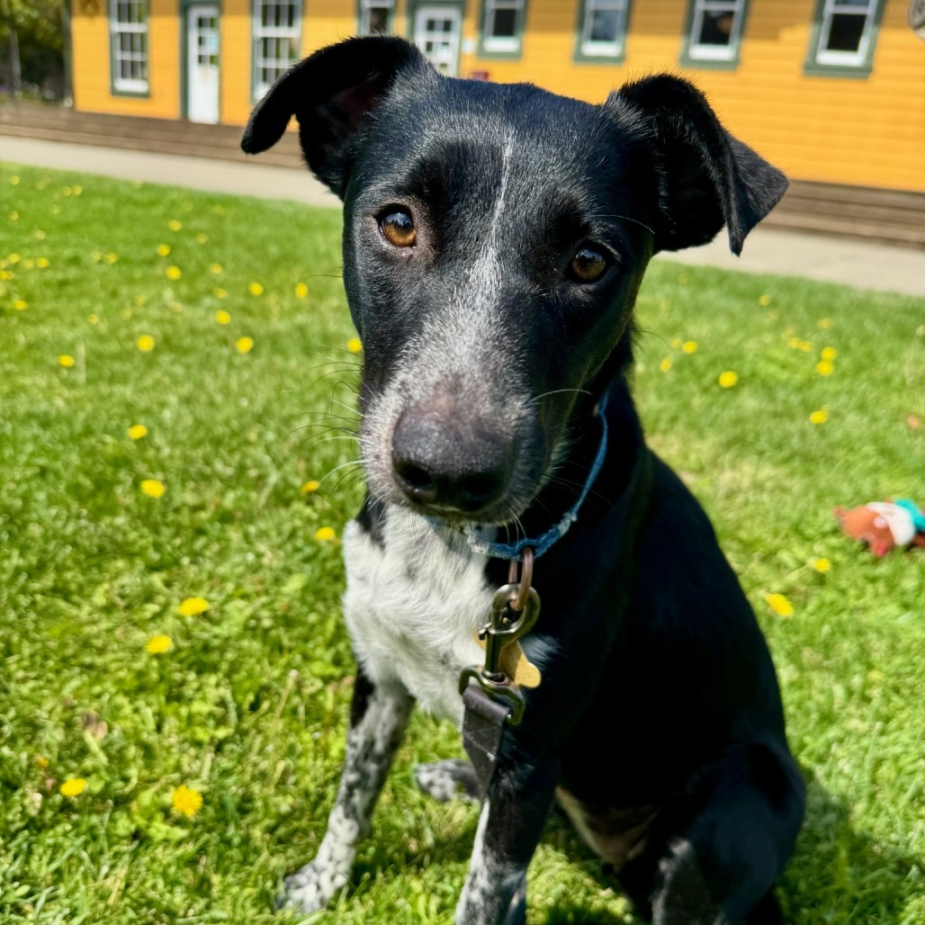 NANA, an adoptable McNab, Border Collie in Point Richmond, CA, 94801 | Photo Image 1