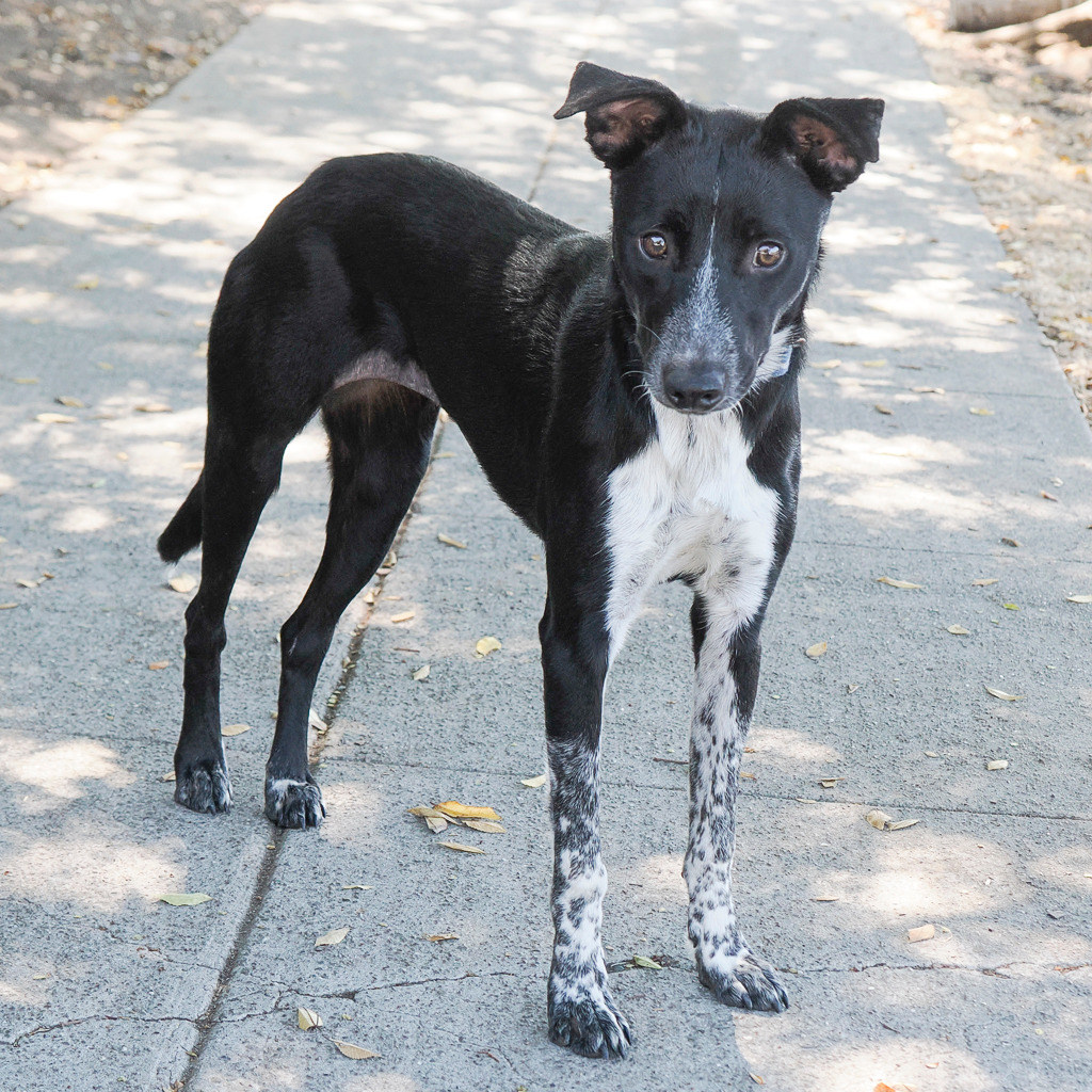 NANA, an adoptable McNab, Border Collie in Point Richmond, CA, 94801 | Photo Image 3