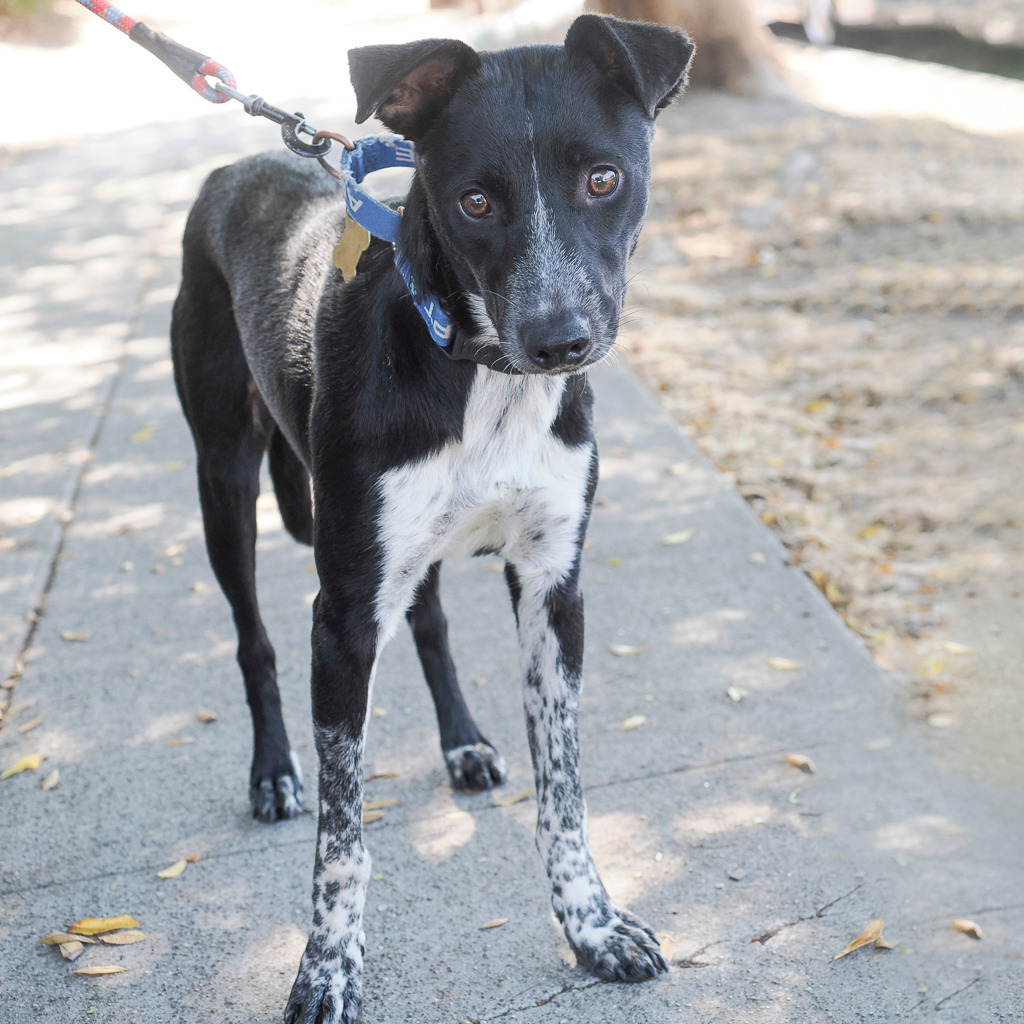 NANA, an adoptable McNab, Border Collie in Point Richmond, CA, 94801 | Photo Image 4