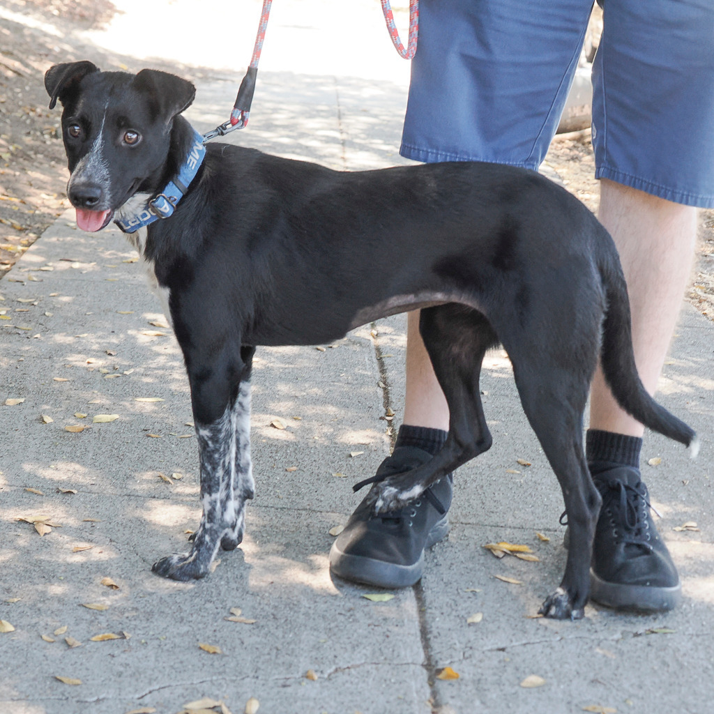 NANA, an adoptable McNab, Border Collie in Point Richmond, CA, 94801 | Photo Image 5