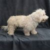 TEDDY