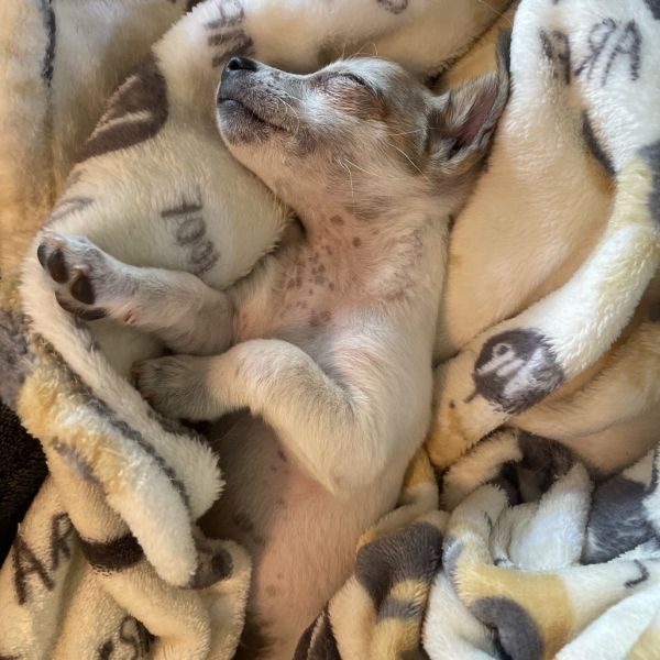 NUGGET