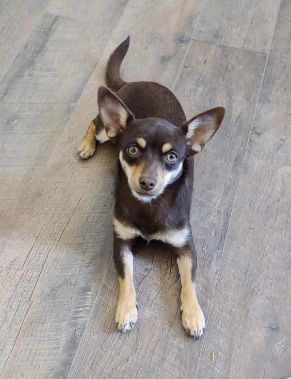 Gizmo (female)