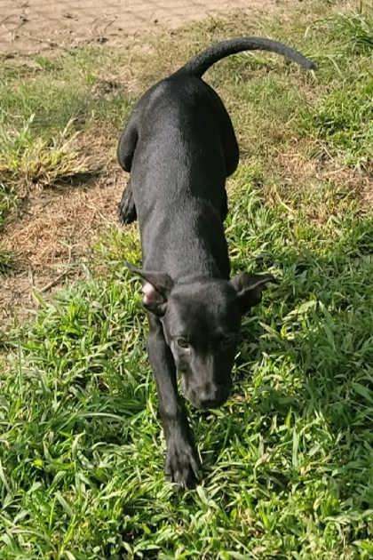 Prue