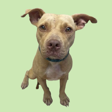 TUSC-Stray-81822