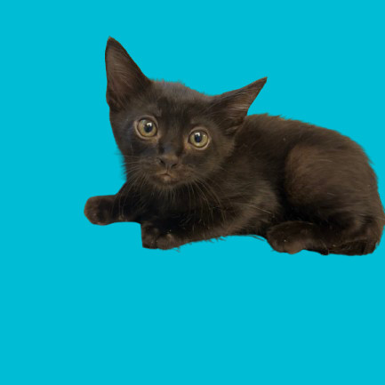 TUSC-Stray-81829