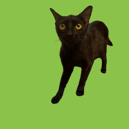 TUSC-Stray-81828