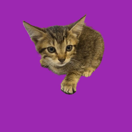 TUSC-Stray-81829_2_3