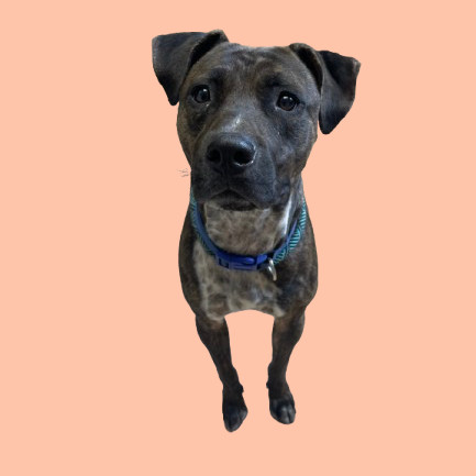 TUSC-Stray-81820