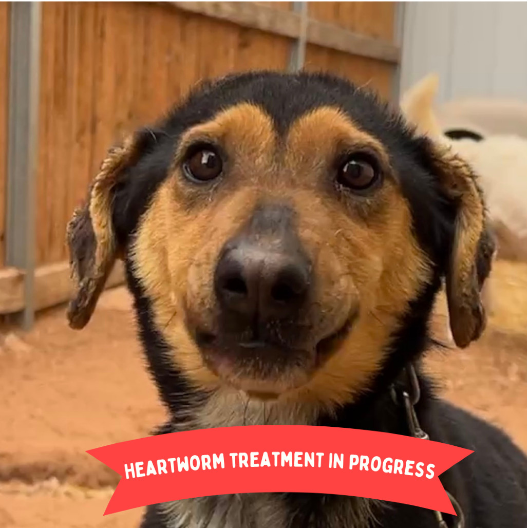 Hollow, an adoptable Mixed Breed in Moab, UT, 84532 | Photo Image 1