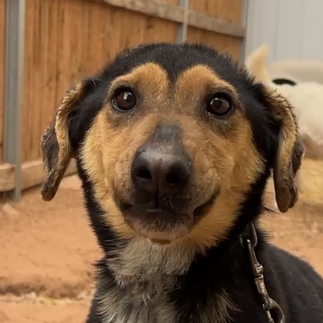 Hollow, an adoptable Mixed Breed in Moab, UT, 84532 | Photo Image 2