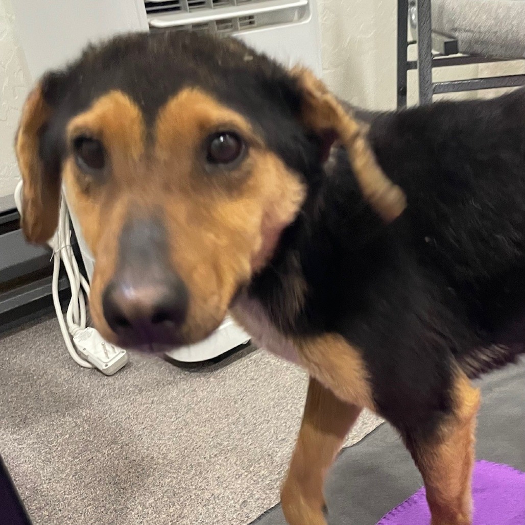 Hollow, an adoptable Mixed Breed in Moab, UT, 84532 | Photo Image 3