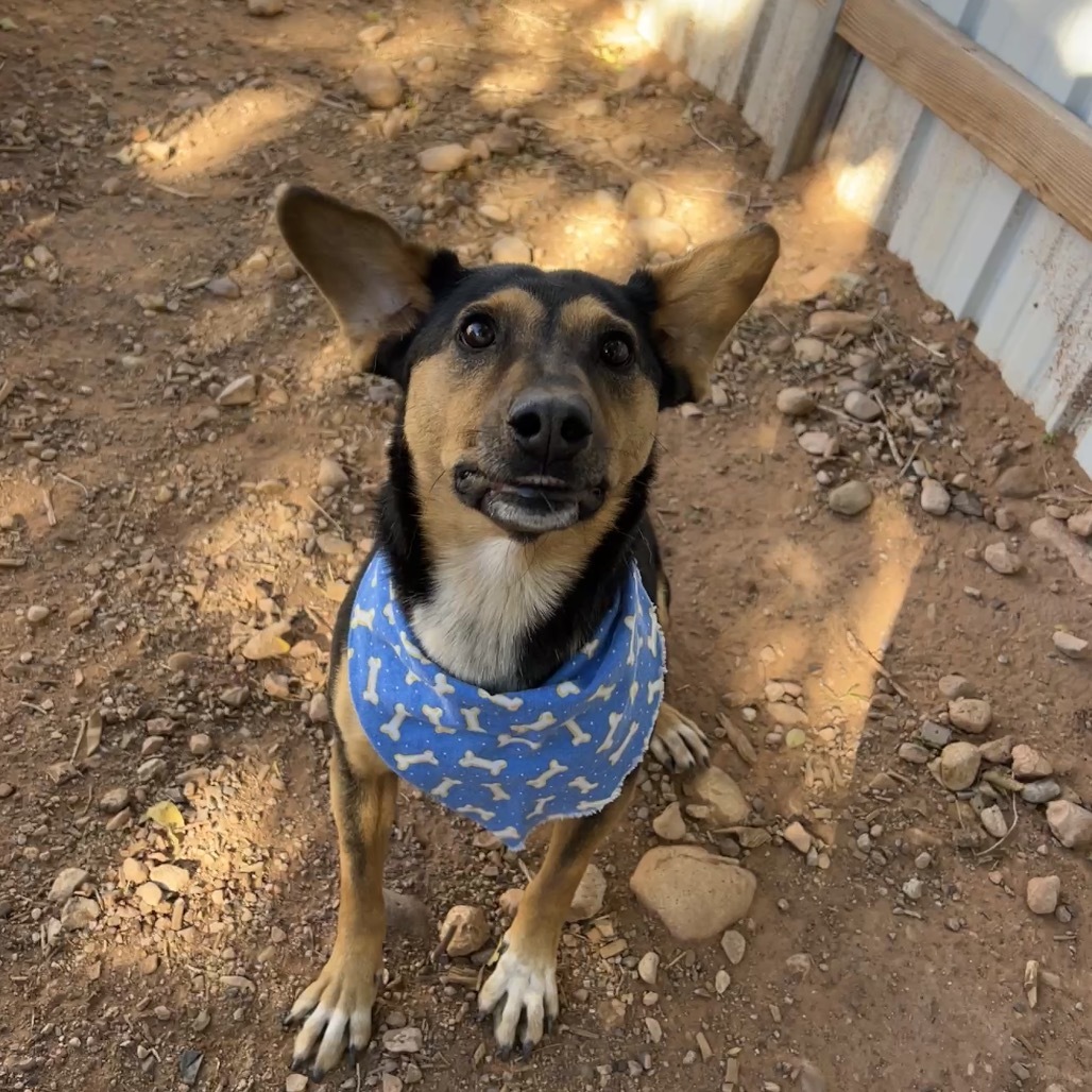 Hollow, an adoptable Mixed Breed in Moab, UT, 84532 | Photo Image 4
