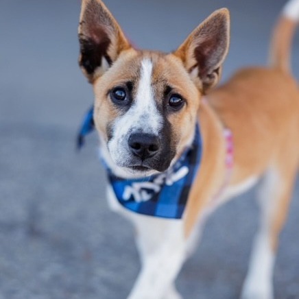 Grilled Cheese, an adoptable Mixed Breed in Moab, UT, 84532 | Photo Image 1