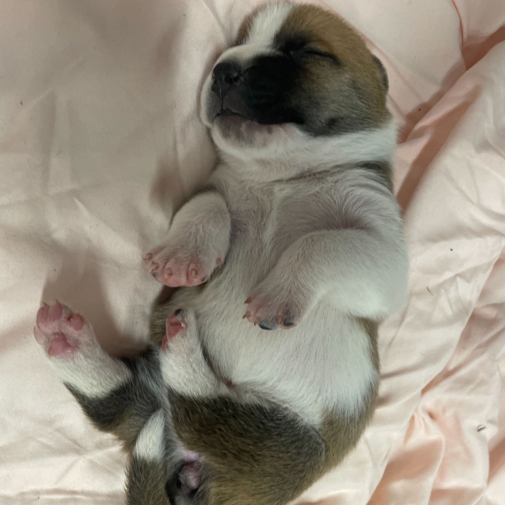 Grilled Cheese, an adoptable Mixed Breed in Moab, UT, 84532 | Photo Image 2