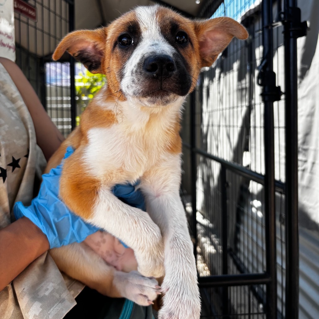 Grilled Cheese, an adoptable Mixed Breed in Moab, UT, 84532 | Photo Image 3