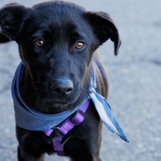 BLT, an adoptable Mixed Breed in Moab, UT, 84532 | Photo Image 1