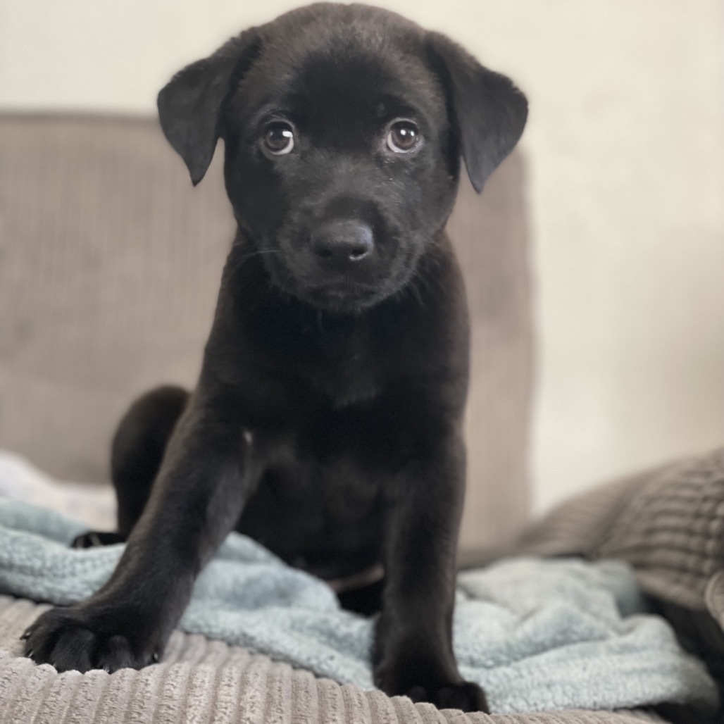BLT, an adoptable Mixed Breed in Moab, UT, 84532 | Photo Image 2