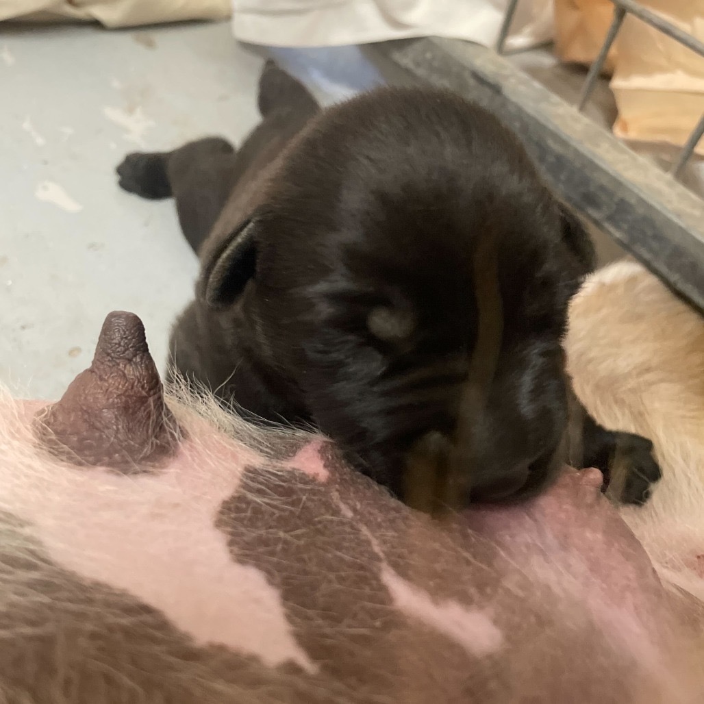 BLT, an adoptable Mixed Breed in Moab, UT, 84532 | Photo Image 3