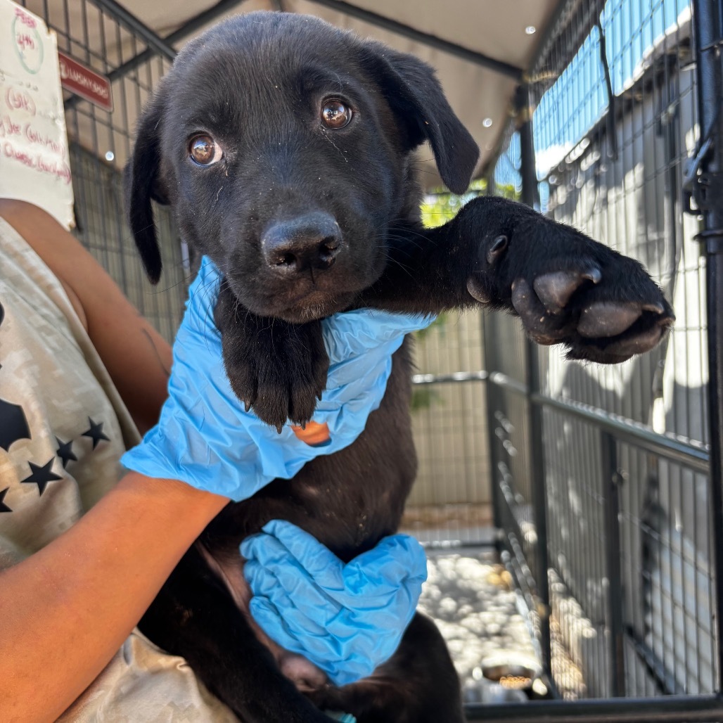 BLT, an adoptable Mixed Breed in Moab, UT, 84532 | Photo Image 4
