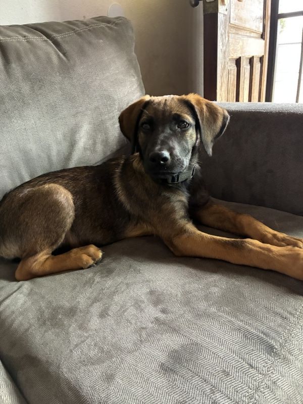 Cora