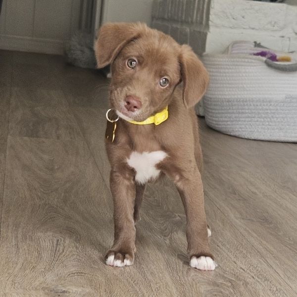 Piper