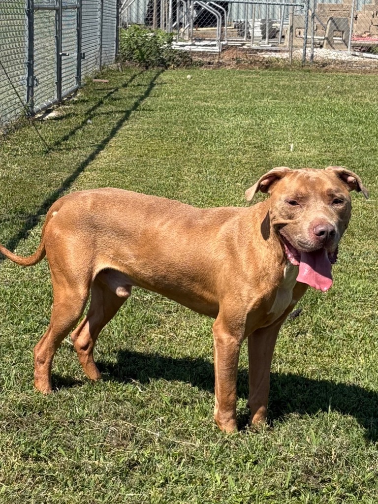 Bruno