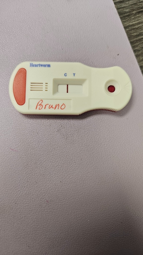 Bruno