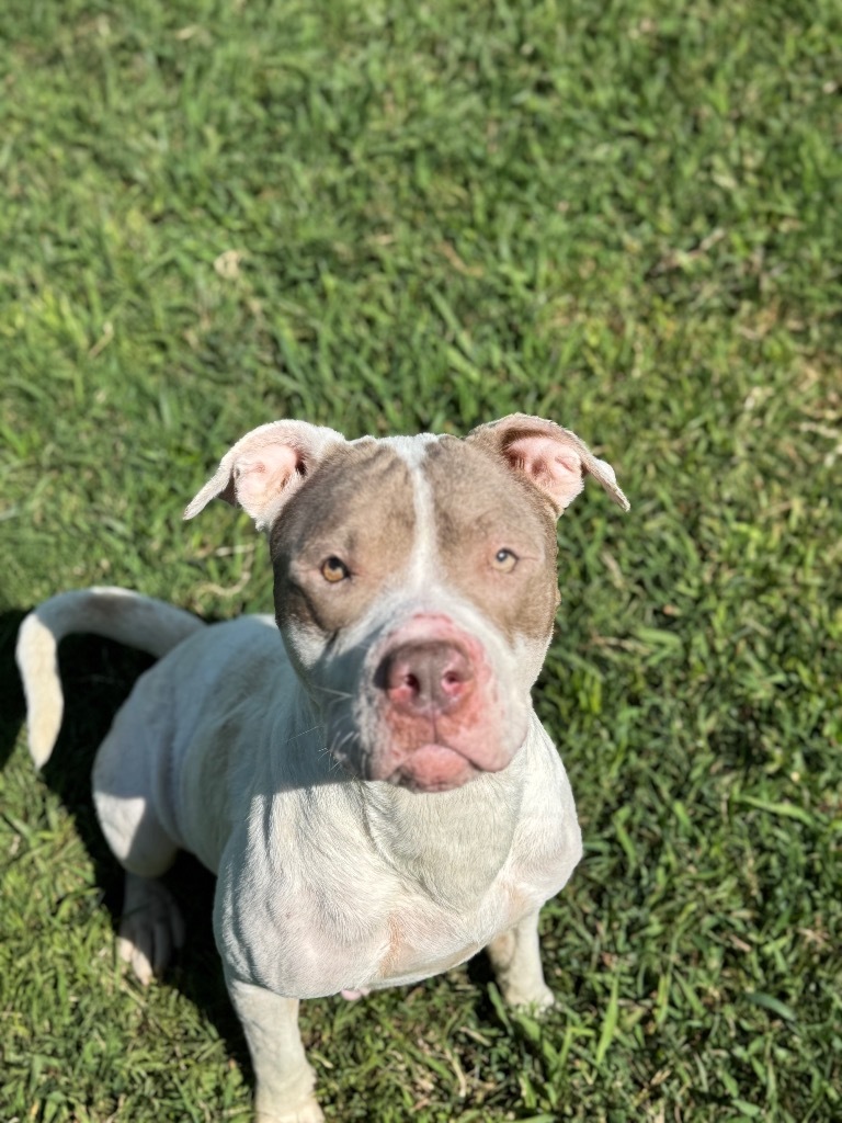 Penelope