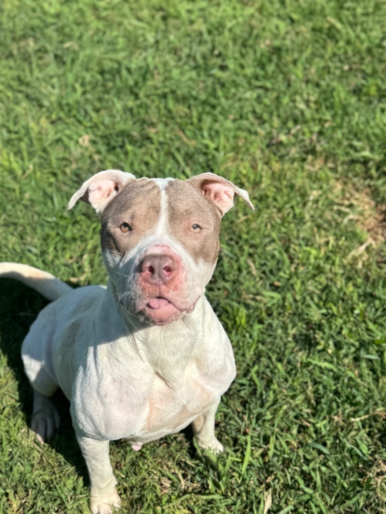 Penelope