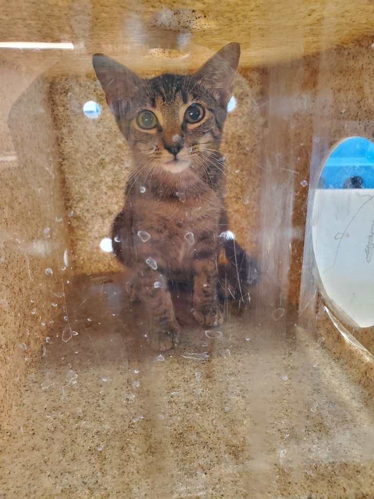 Biskit