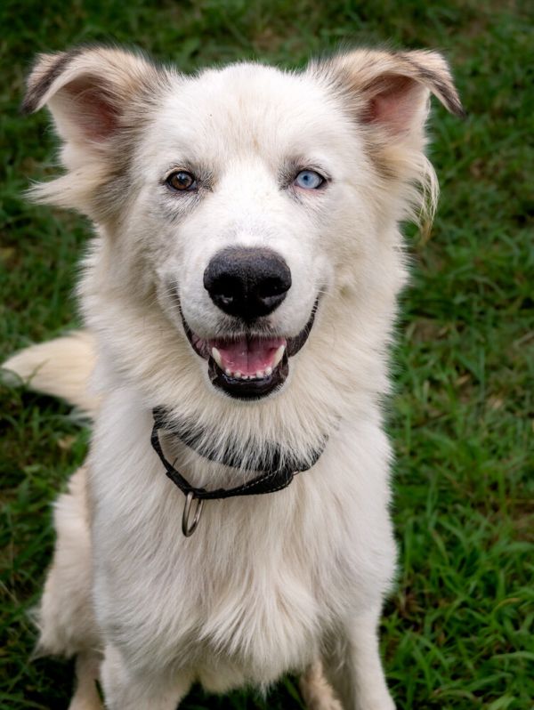 Boscoe