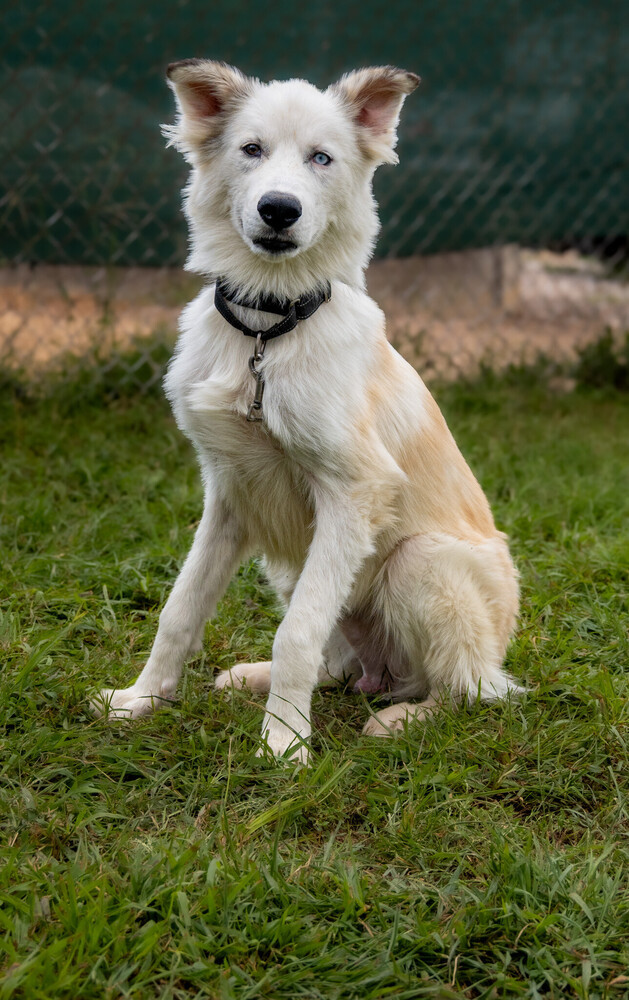 Boscoe
