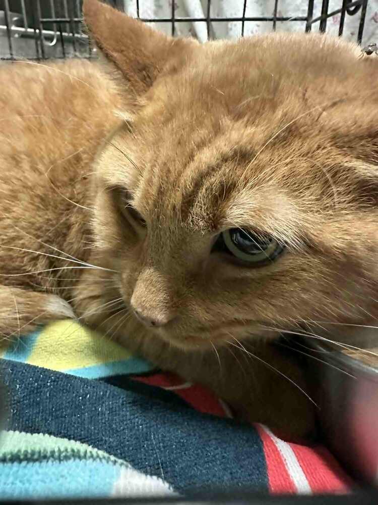 Otis