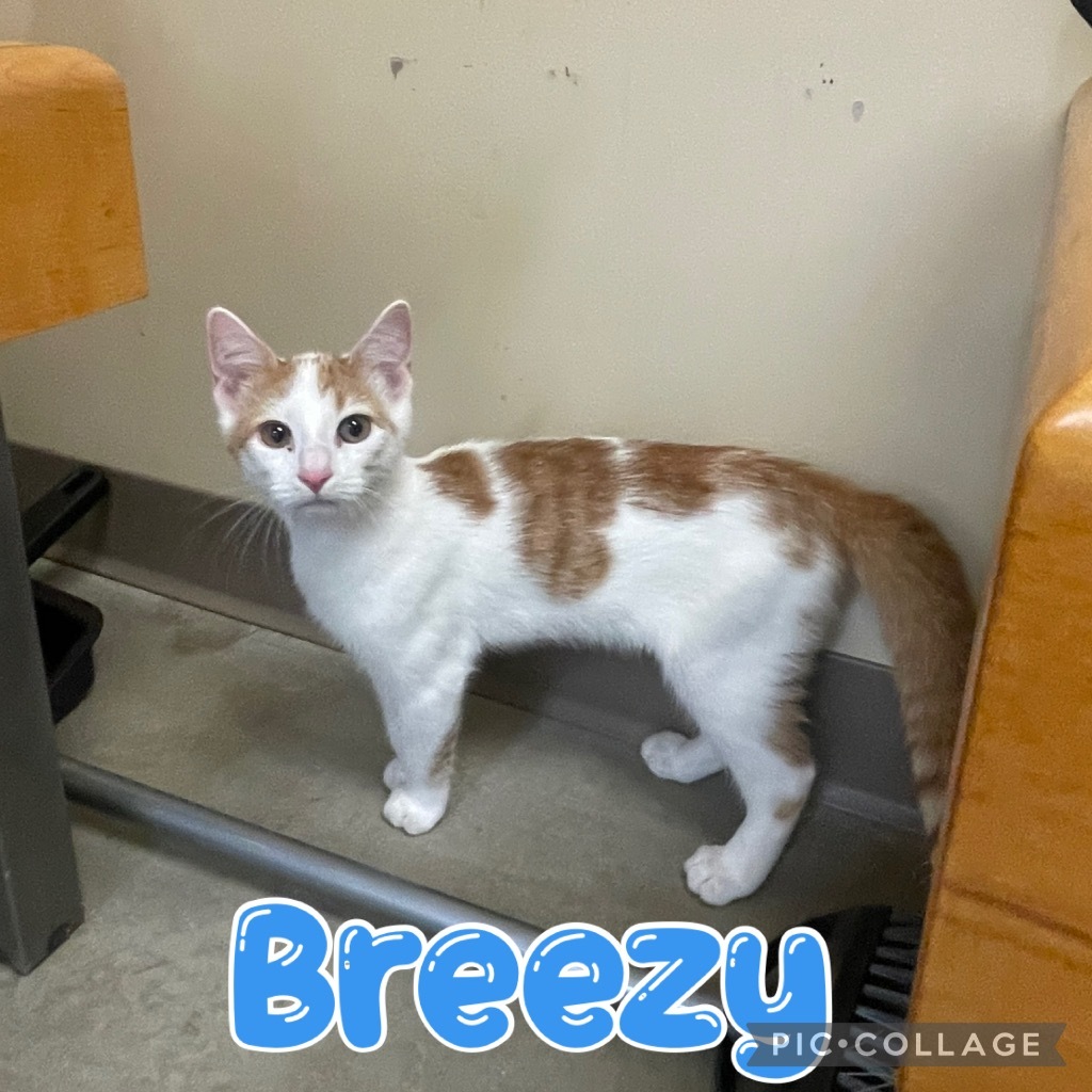 Breezy