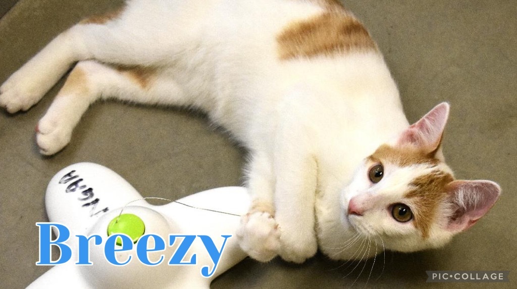Breezy