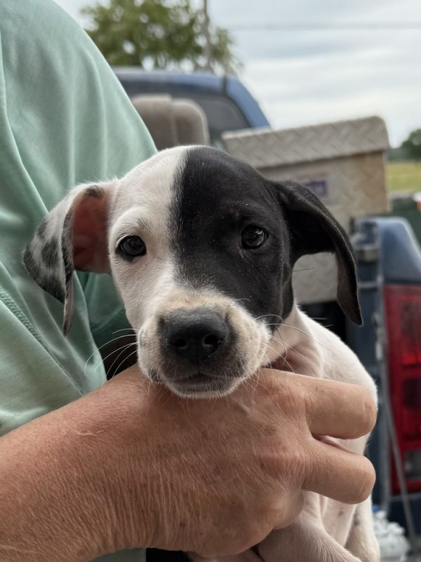 Domino