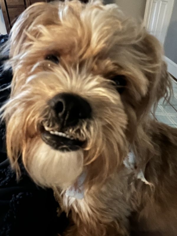 benji
