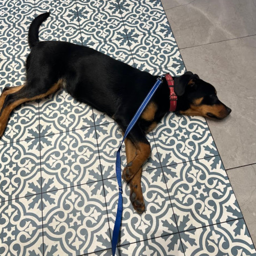 Beatrice thumbnail 2