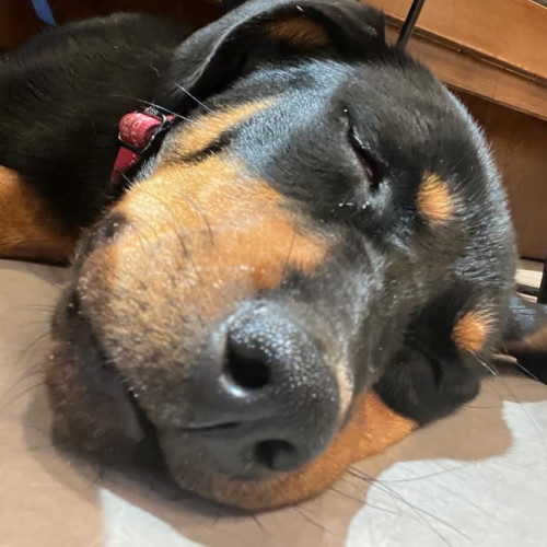 Beatrice thumbnail 3