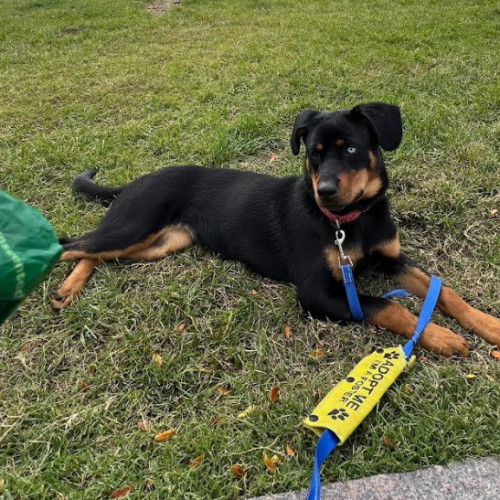 Beatrice thumbnail 5