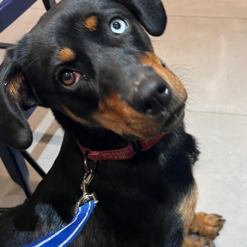 Beatrice thumbnail 6