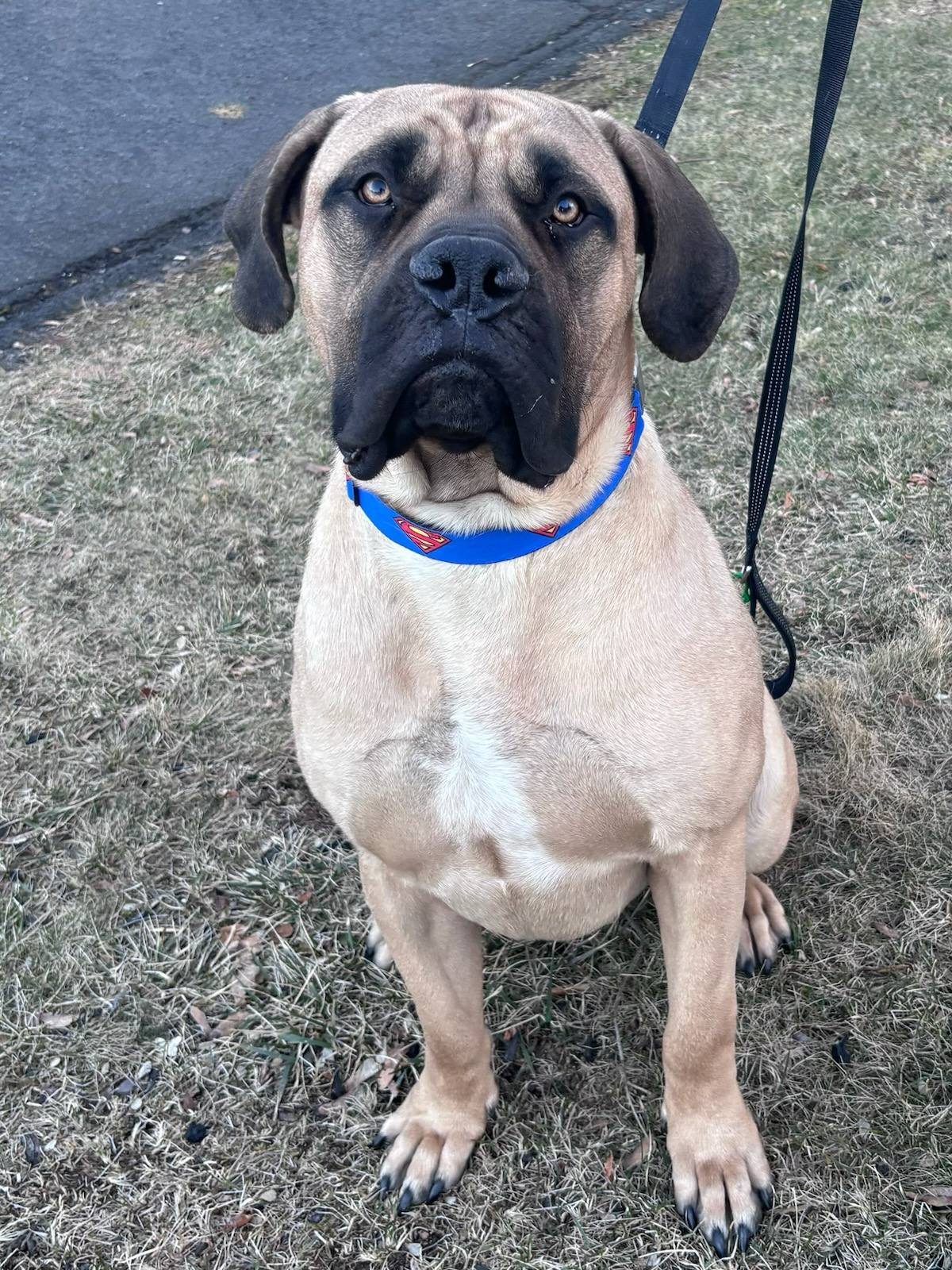 Maverick *Courtesy Post*, an adoptable Boerboel in Chambersburg, PA, 17202 | Photo Image 1